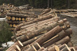 wood at forest