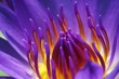 waterlily waterlily