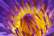 purple waterlily purple waterlily