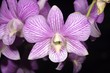 stripe purple orchid stripe purple orchid