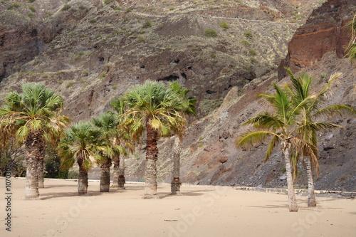 oasis