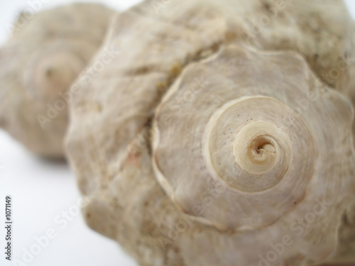 Photo: two sea shells two sea shells