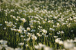 printemps printemps