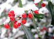 winter holly
