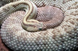 snake coiled