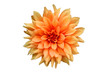 dahlia