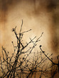 winter grunge background winter grunge background