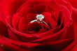 engagement ring in red rose engagement ring in red rose