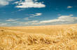 harvest time 2