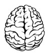 brain