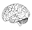 brain brain