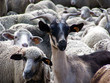 chevre&mouton