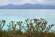 thistles on sevan lake, armenia