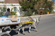 donkey donkey