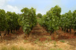 rangs de vigne
