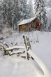 winter forest. winter forest.
