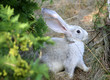 rabbit on the grass