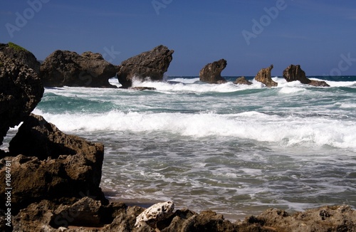 wild coast