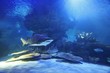 shark