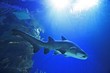 shark