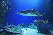 shark