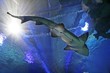 shark