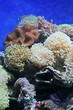 coral