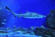 shark