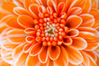 orange flower orange flower