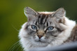 chat 17