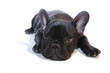 chiot bouledogue français
