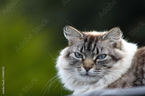 Photo: chat 18 chat 18