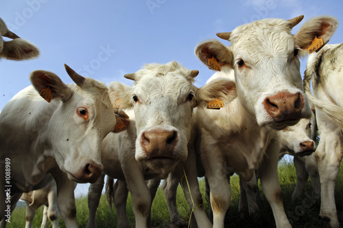 Photo: vaches vaches