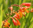 crocosmia
