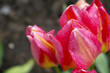 pink/purple tulips pink/purple tulips
