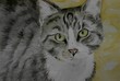 sweet cat sweet cat