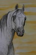 white arabian stallion white arabian stallion