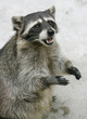 raccoon