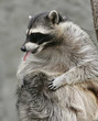 raccoon
