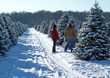 selecting a christmas tree