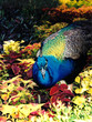 peacock peacock