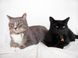 cats on white 1 cats on white 1