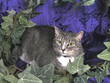 cat on purple 1 cat on purple 1