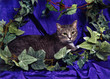 cat on purple 2 cat on purple 2