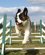 st bernard volant