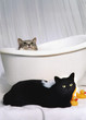 cats in bath cats in bath