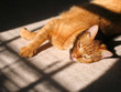 sunbathing 1 sunbathing 1