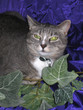 cat on purple 3 cat on purple 3