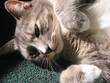 relaxing kitty relaxing kitty
