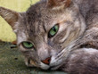 green eyed street cat green eyed street cat
